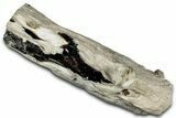 Petrified Wood Limb Section - Nevada #326702-1